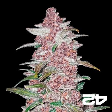Black Berry Auto femminizzata Fast Buds