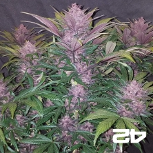 Black Berry Auto femminizzata Fast Buds