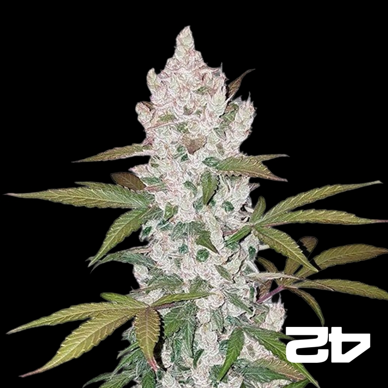Cookies Autofiorente del banco Fast Buds
