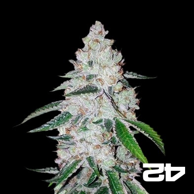 West Coast Og Auto femminizzata Fast Buds