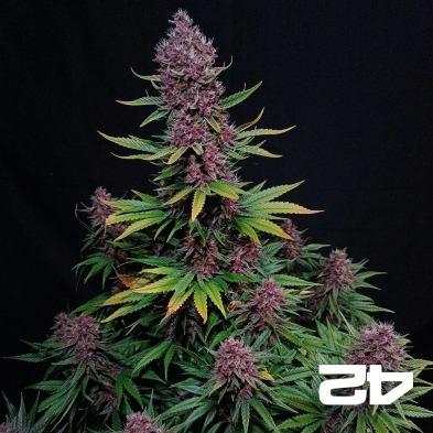 Ztrawberriez Auto di Fast Buds - GB The Green Brand