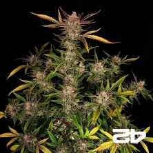 Ztrawberriez Auto di Fast Buds - GB The Green Brand