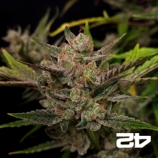 Ztrawberriez Auto di Fast Buds - GB The Green Brand