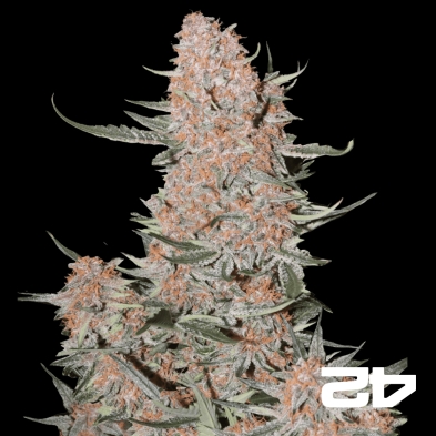 Ztrawberriez Auto di Fast Buds - GB The Green Brand