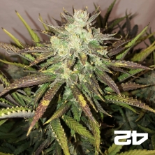 Visualizzazione Gorilla Auto semi del famoso banco Fast Buds