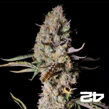 Visualizzazione Gorilla Zkittlez Auto - GB The Green Brand