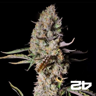 Gorilla Zkittlez Auto - GB The Green Brand