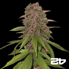 Visualizzazione C4 Autofloreciente femminizzata Fast Buds
