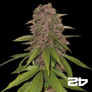 C4 Autofloreciente femminizzata Fast Buds