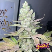 Visualizzazione Candy Lime 4 u. fem ZmoothieZ