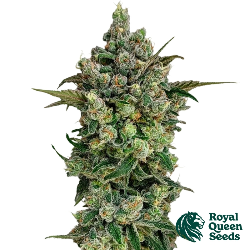 Dark Matter Cake F1 | Raccolti XXXL - Royal Queen Seeds