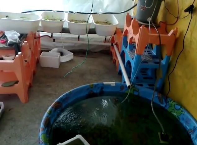 Acquaponica, l’idroponica biologica