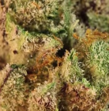 Tricomi della canapa, cosa sono e perché sono importanti Tricomi della canapa, cosa sono e perché sono importanti