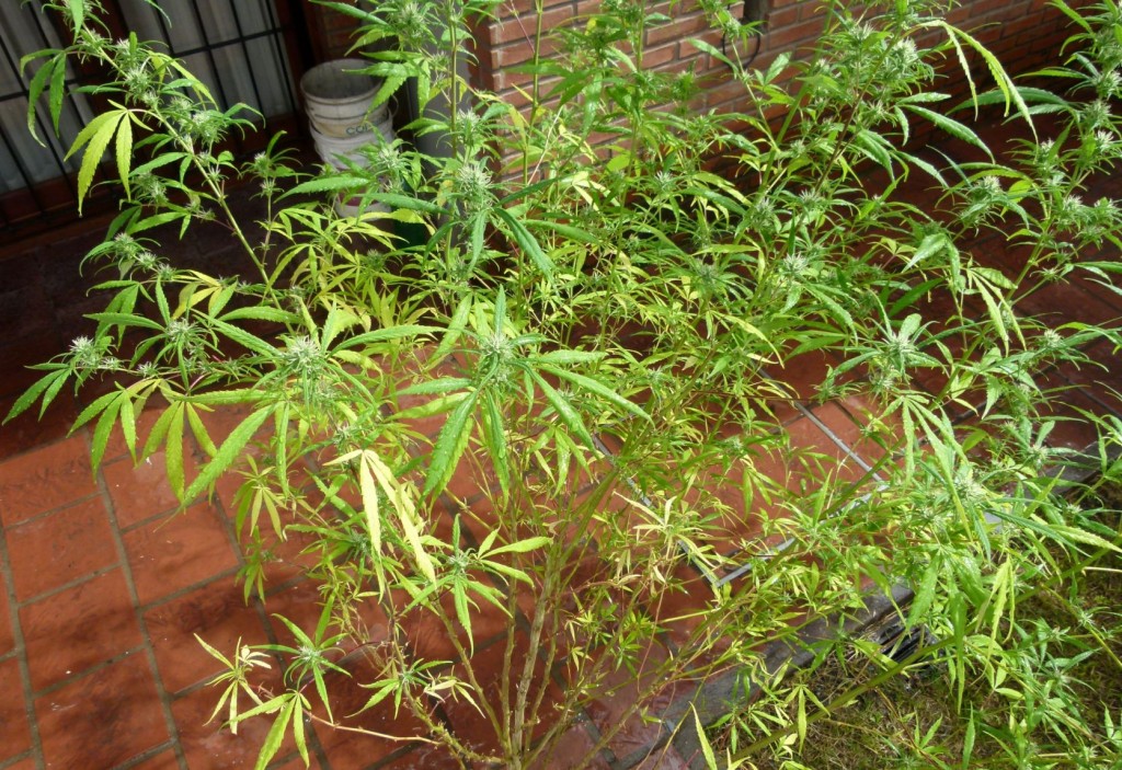 Macchie sulle foglie di marijuana: Cause e Come Evitarle