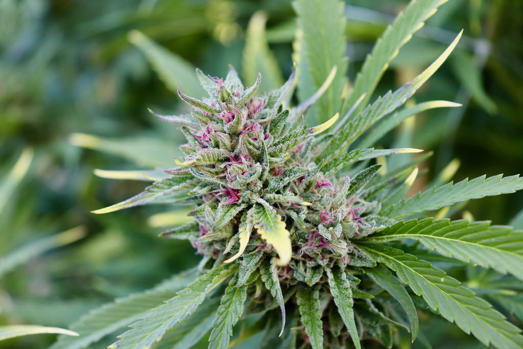 Notizie sulla cannabis Notizie sulla cannabis
