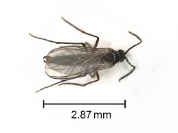 aspetto della mosca nera