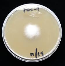 Il fungo Fusarium nelle piante di marijuana Il fungo Fusarium nelle piante di marijuana