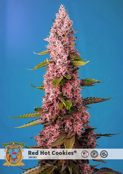 Notizie sulla cannabis Notizie sulla cannabis