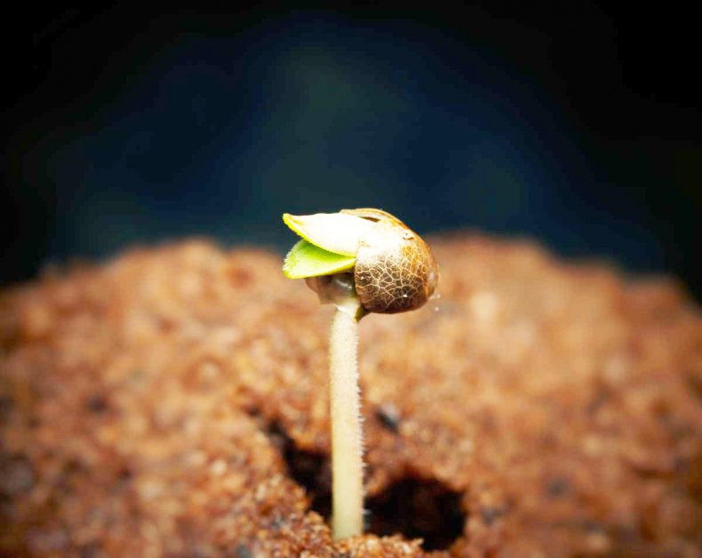 Funghi nella marijuana: la loro comparsa nelle diverse fasi Funghi nella marijuana: la loro comparsa nelle diverse fasi
