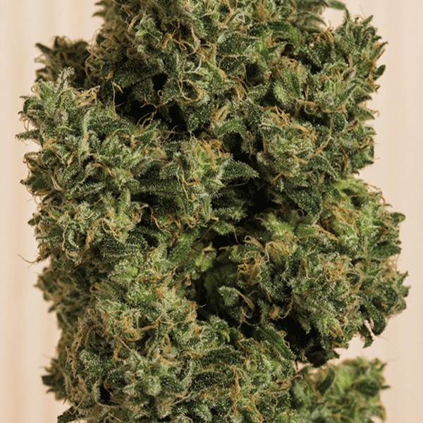 marijuana con alto contenuto in cbd