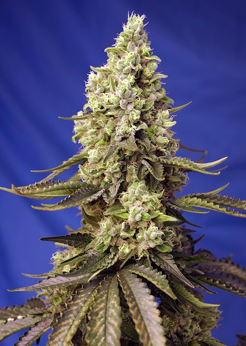 Runtz XL Auto® di Sweet Seeds® | Pura essenza californiana Runtz XL Auto® di Sweet Seeds® | Pura essenza californiana