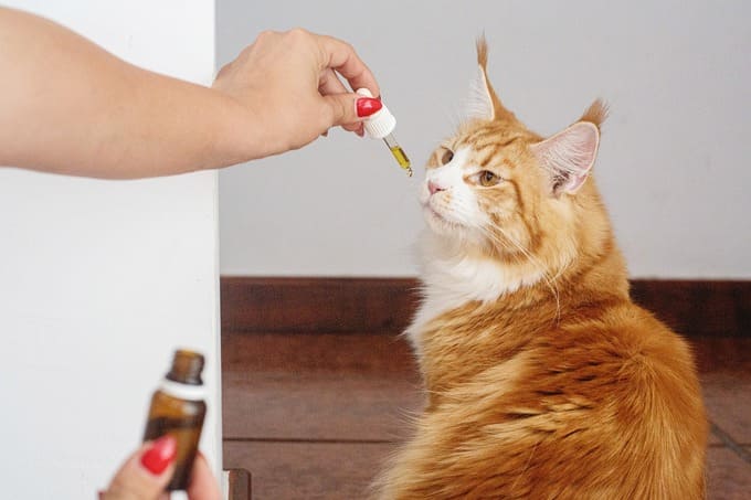 CBD per animali domestici, è efficace?
