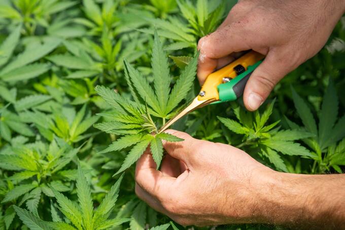 È legale coltivare marijuana in Spagna? È legale coltivare marijuana in Spagna?