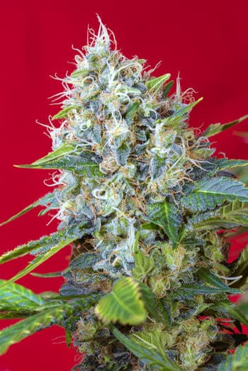 Notizie sulla cannabis Notizie sulla cannabis