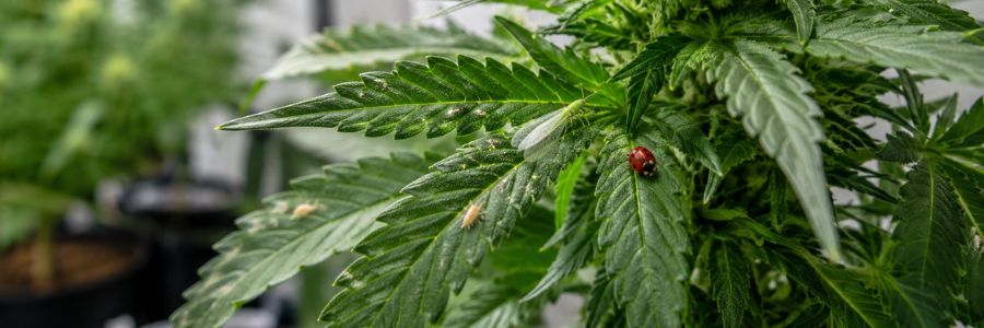 Lotta biologica contro i parassiti nella marijuana