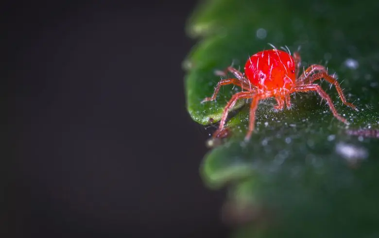 Araña Roja