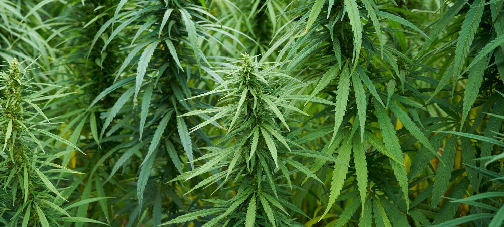 Come sapere se la pianta cresce bene