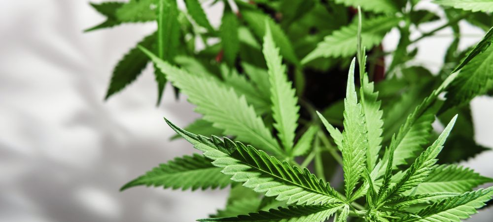 Come sapere se la pianta si sviluppa bene