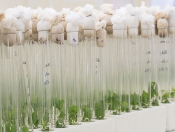 La micropropagazione nella coltivazione di cannabis