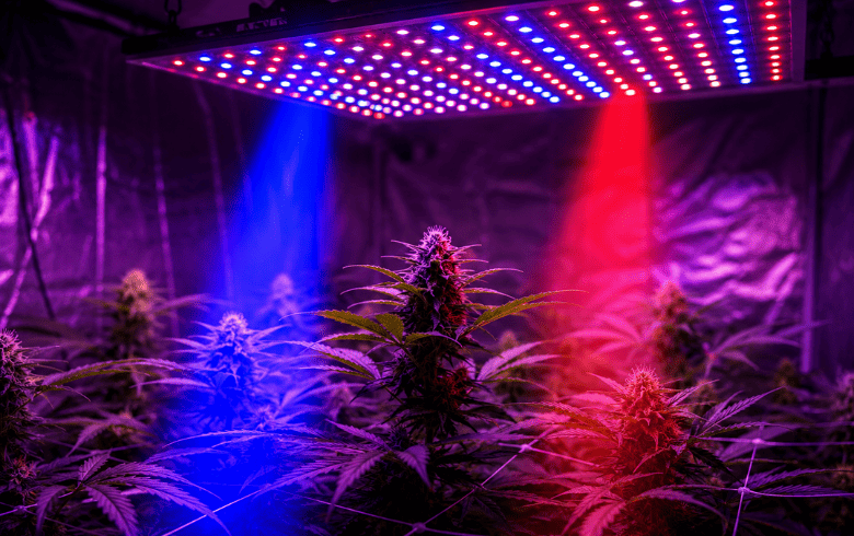 Notizie sulla cannabis