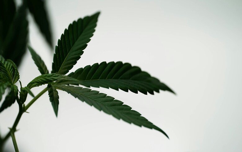 I migliori starter pack di fertilizzanti per cannabis I migliori starter pack di fertilizzanti per cannabis