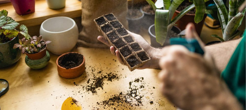 Nebulizzare talee nei jiffy