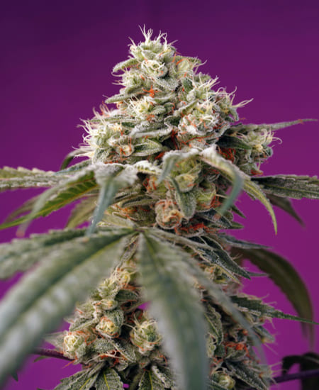 Bruce Banner Auto® di Sweet Seeds | Varietà super strong con un effetto potente