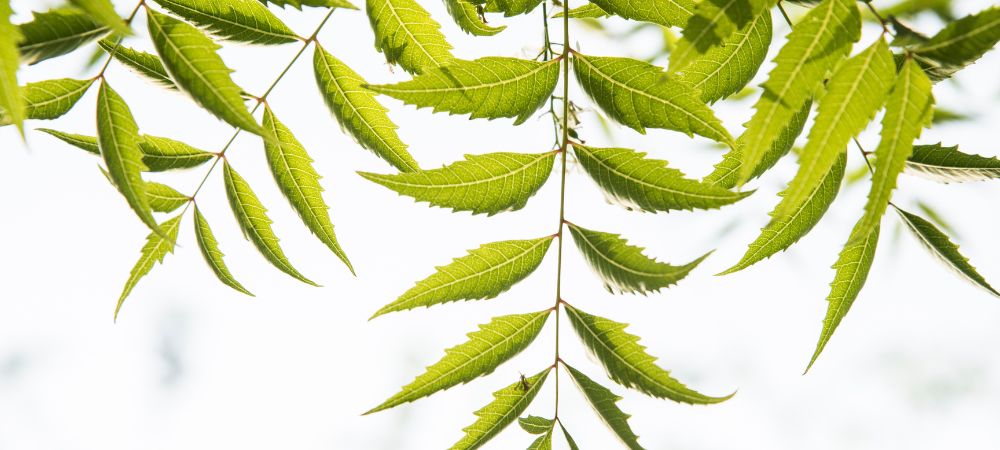 albero di neem