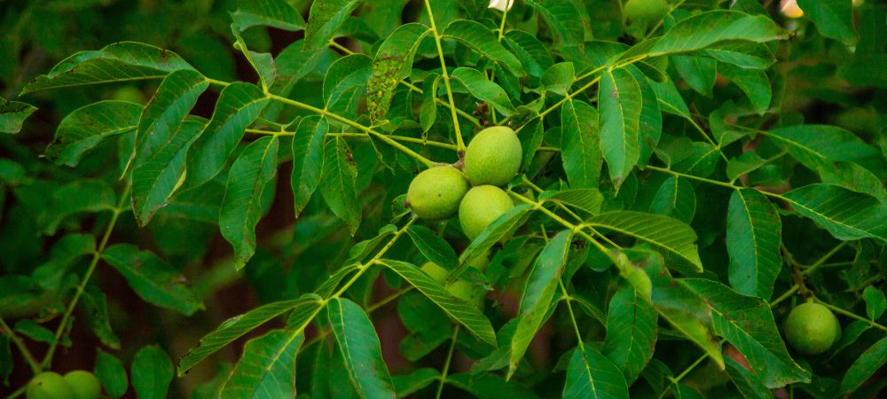 benefici dell’olio di neem