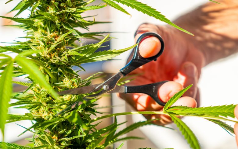 Talee della marijuana