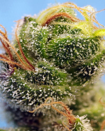 Notizie sulla cannabis Notizie sulla cannabis