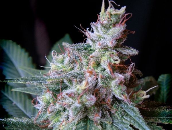 Notizie sulla cannabis Notizie sulla cannabis