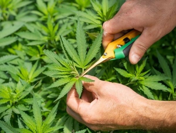 Potatura FIM nella coltivazione di marijuana Potatura FIM nella coltivazione di marijuana