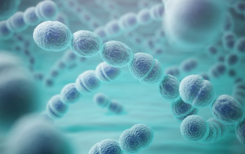 Funghi e batteri benefici