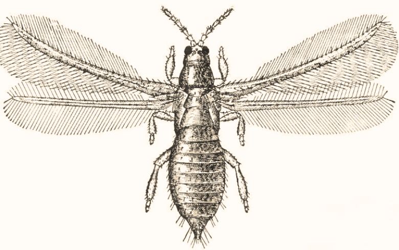 Come uccidere i trips della marijuana