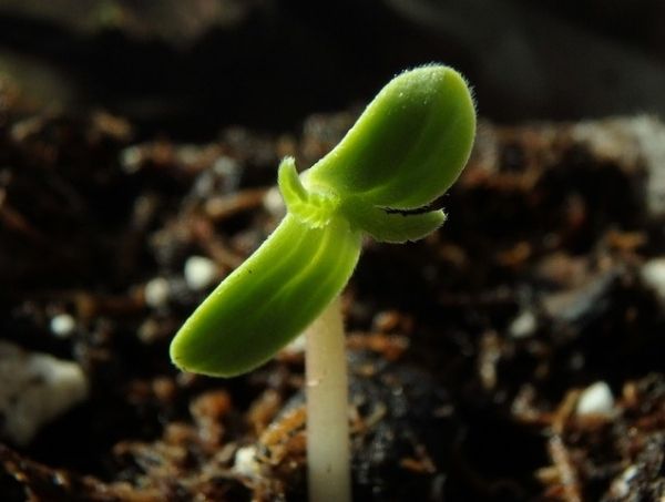germinazione di un seme germinazione di un seme