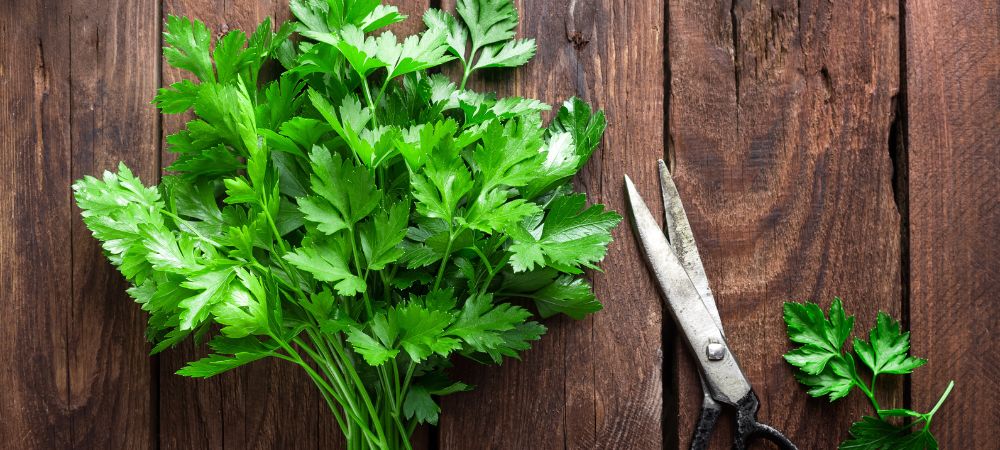 mircene terpeni mircene terpeni