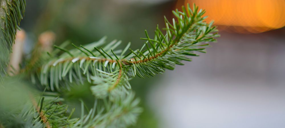 A -pinene terpeni A -pinene terpeni