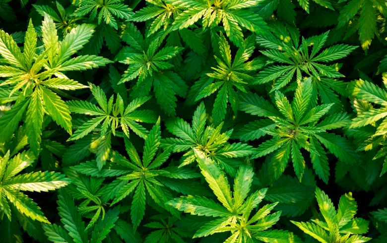 Differenze tra piante di cannabis maschio e femmina