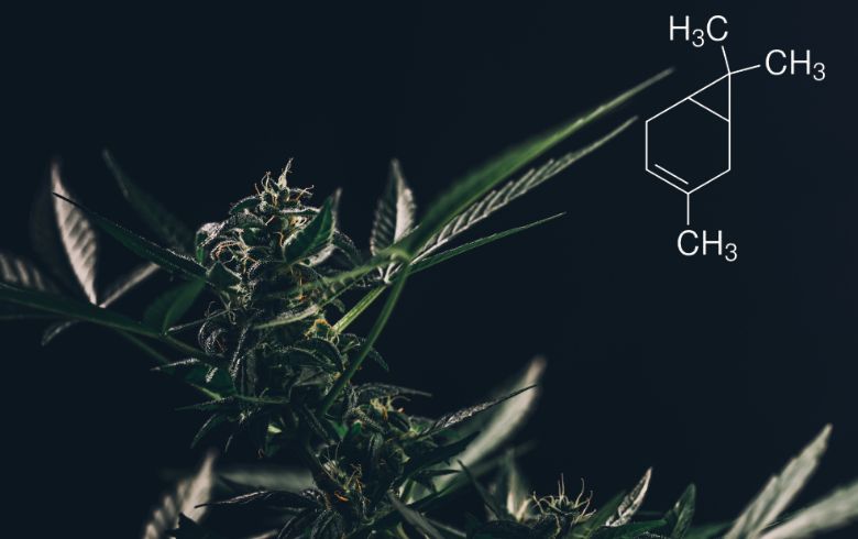 Notizie sulla cannabis